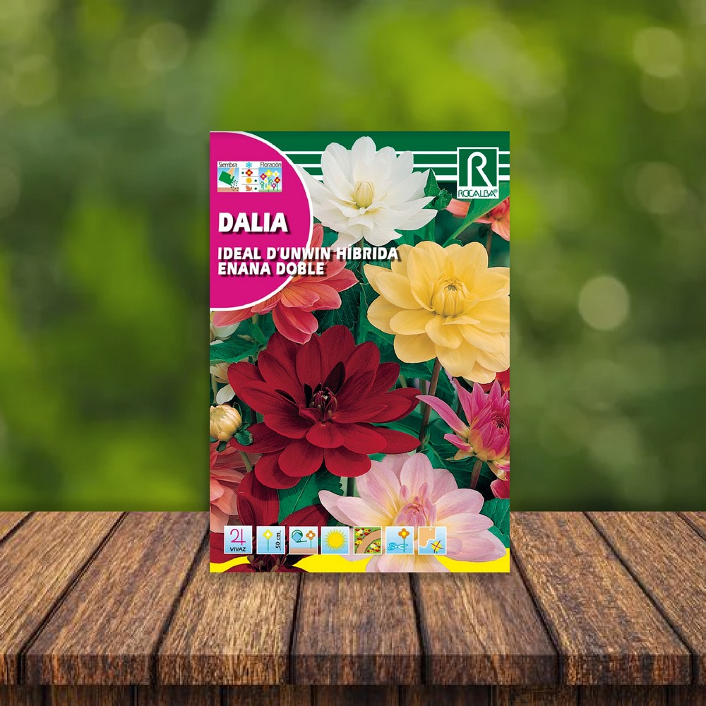 Flor dalia ideal d unwin hibrida enana doble varia
