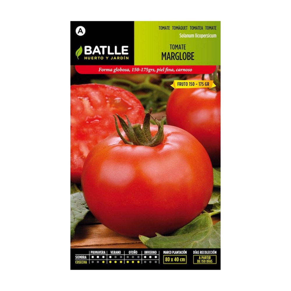 Semilla de tomate marglobe