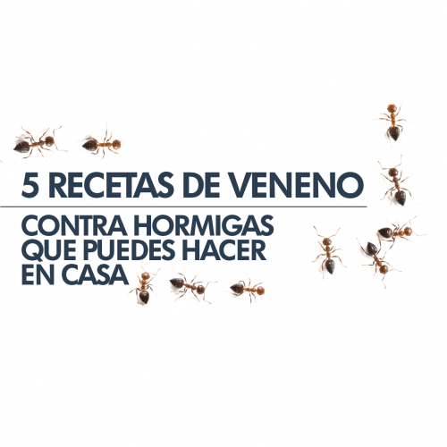 Proyectos 5 RECETAS DE VENENO CONTRA HORMIGAS